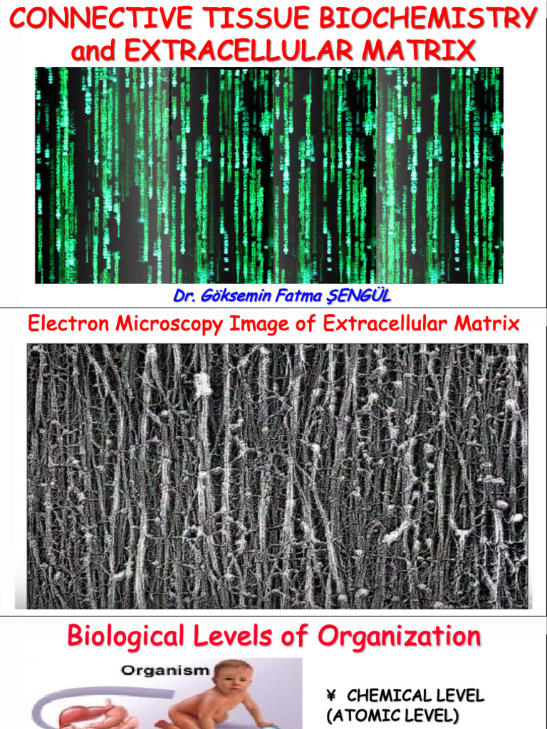 13.02.2024 - Connective Tissue Biochemistry and Extracellular Matrix ...