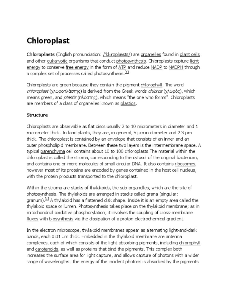 Understanding Chloroplast Structure | PDF | Chloroplast | Cell Anatomy