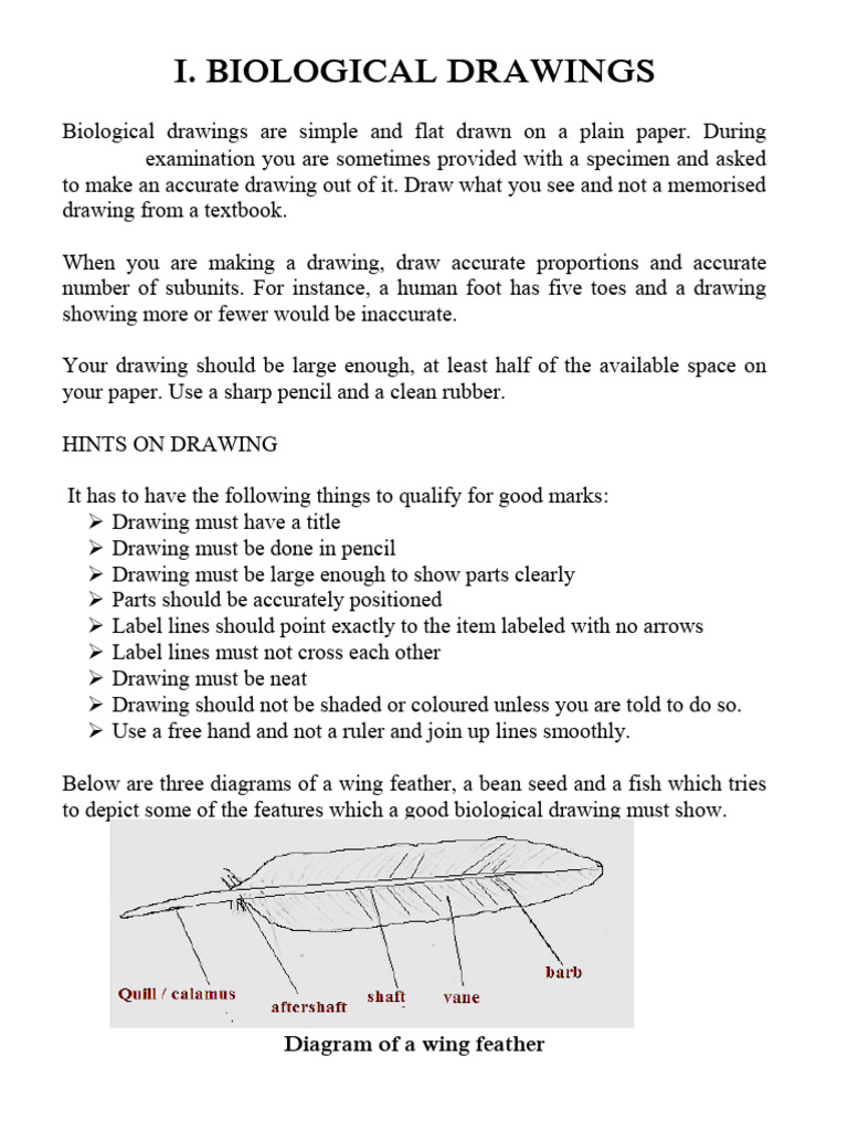 Bio Massive Practical Directing | PDF | Leaf | Seed