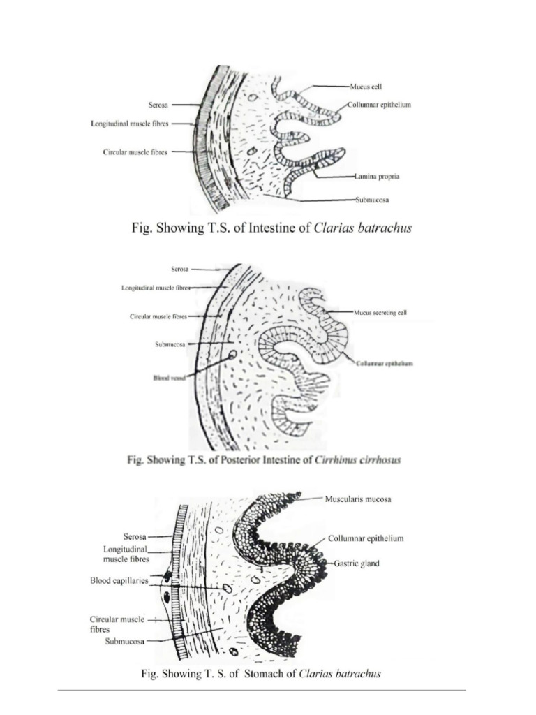 Histology of Fish - Intestine, Testis and Ovary. | PDF
