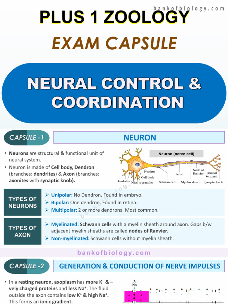 21 Neural Control N Coordination - EXAM CAPSULE PDF Slides | PDF