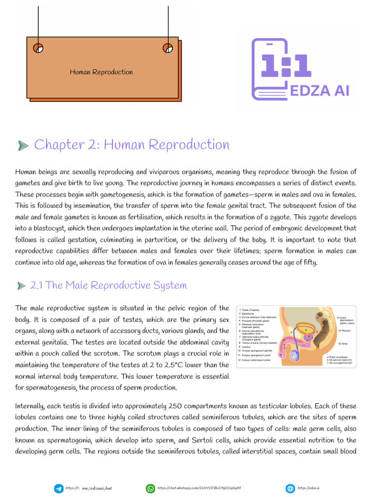 Human Reproduction Notes | PDF | Menstrual Cycle | Testicle