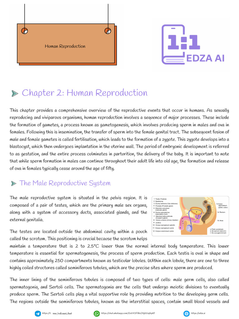 Human Reproduction Notes | PDF | Menstrual Cycle | Testicle