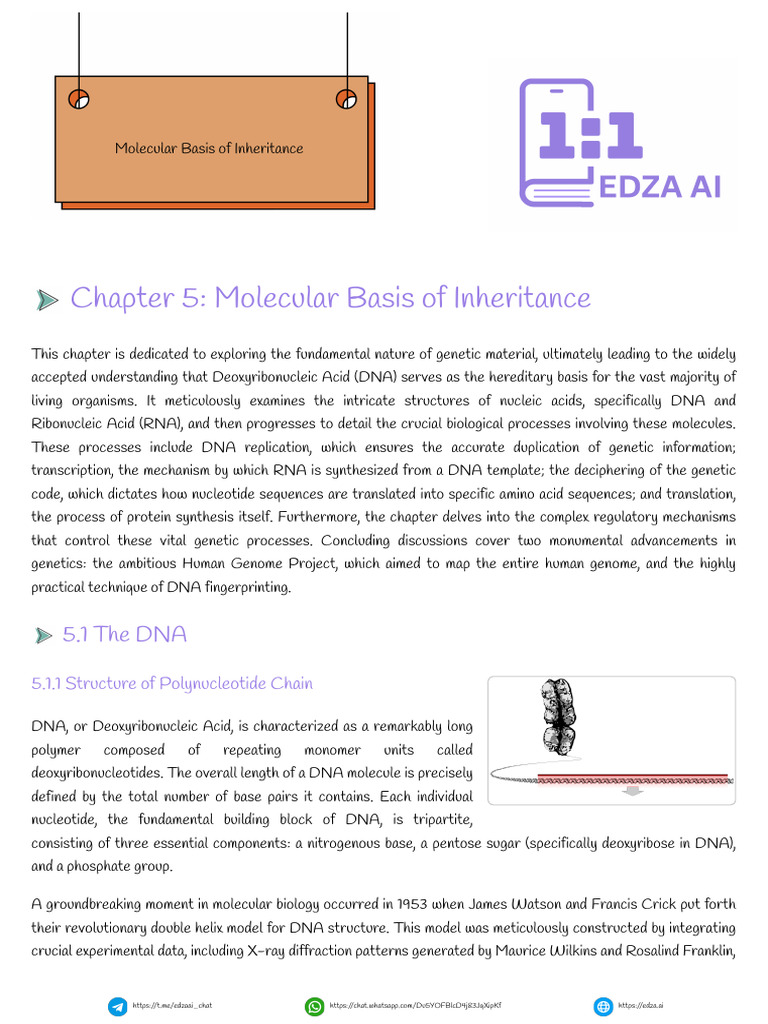 Molecular Basis of Inheritance Notes | PDF | Dna | Chromatin