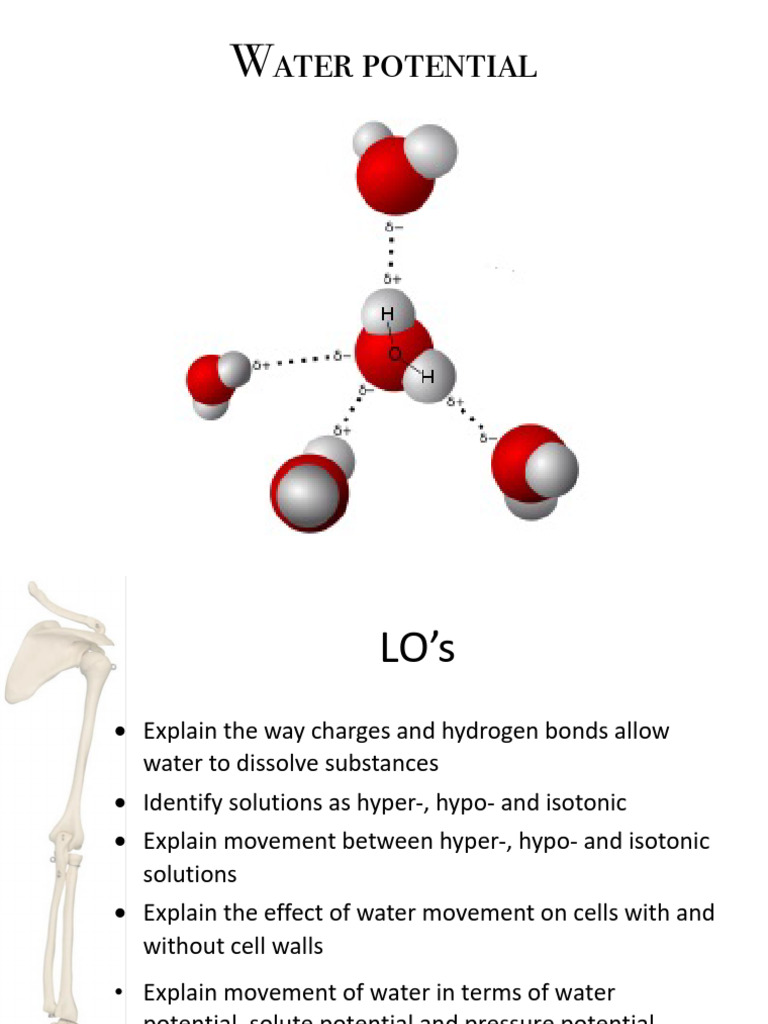 Slides WaterPotential | PDF