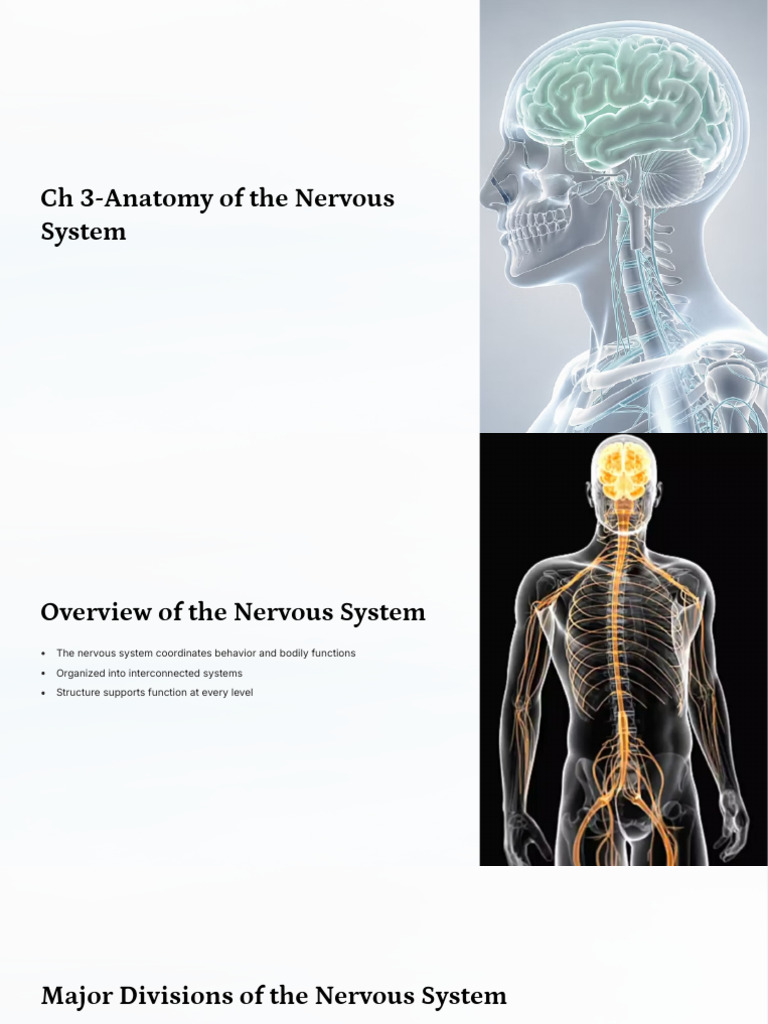 CH 3 Anatomy of The Nervous System | PDF | Central Nervous System | Brain