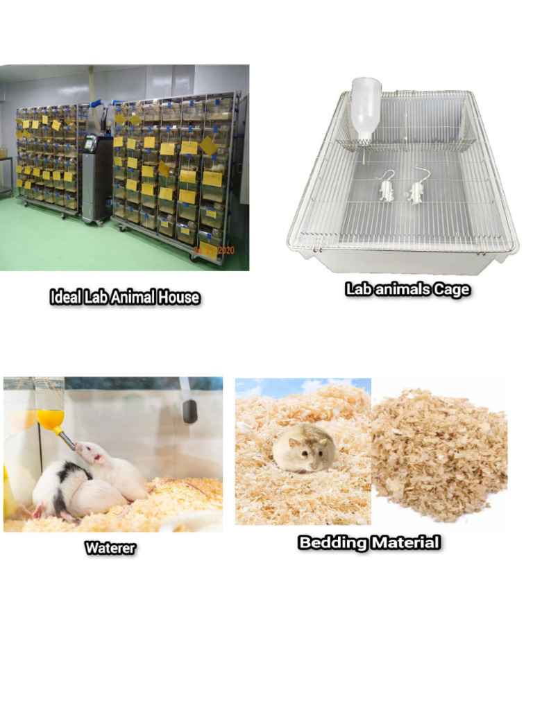 Lab Animals 1 | PDF