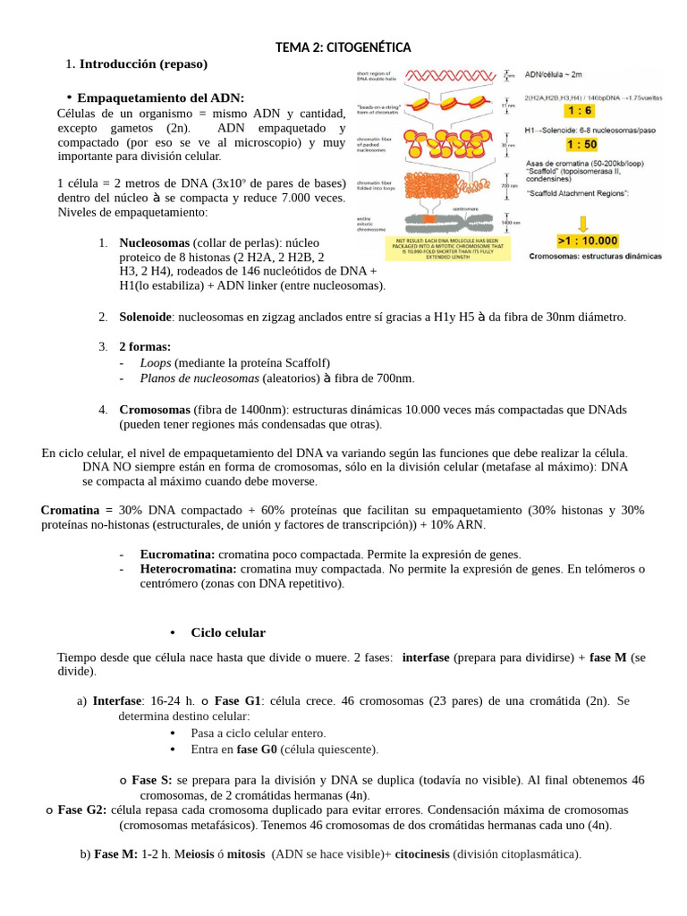BASES GENETICAS BLOQUE 2 (Alba) | PDF | Mitosis | Cromatina