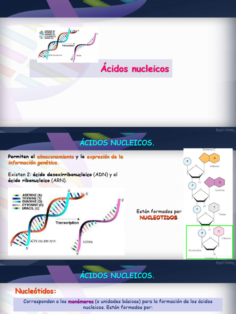 6 - Ácidos Nucleicos y Modelo de ADN | PDF | Ácidos nucleicos | Nucleótidos