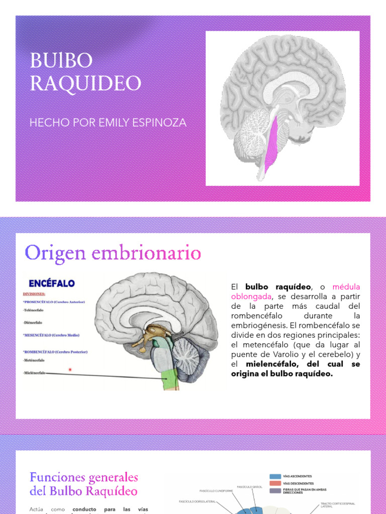 Bulbo Raquideo Mi Expo | PDF