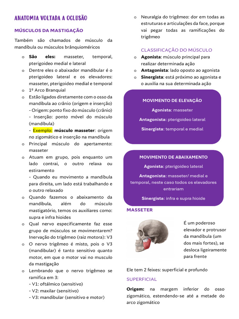 Anatomia Voltada A Oclusão | PDF | Anatomia dos primatas | Sistema ...