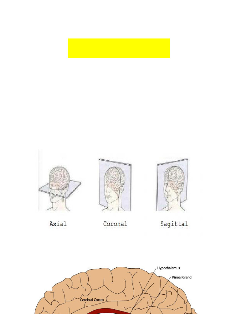 Brain Cells, Brain Imaging | PDF | Brain | Neuron