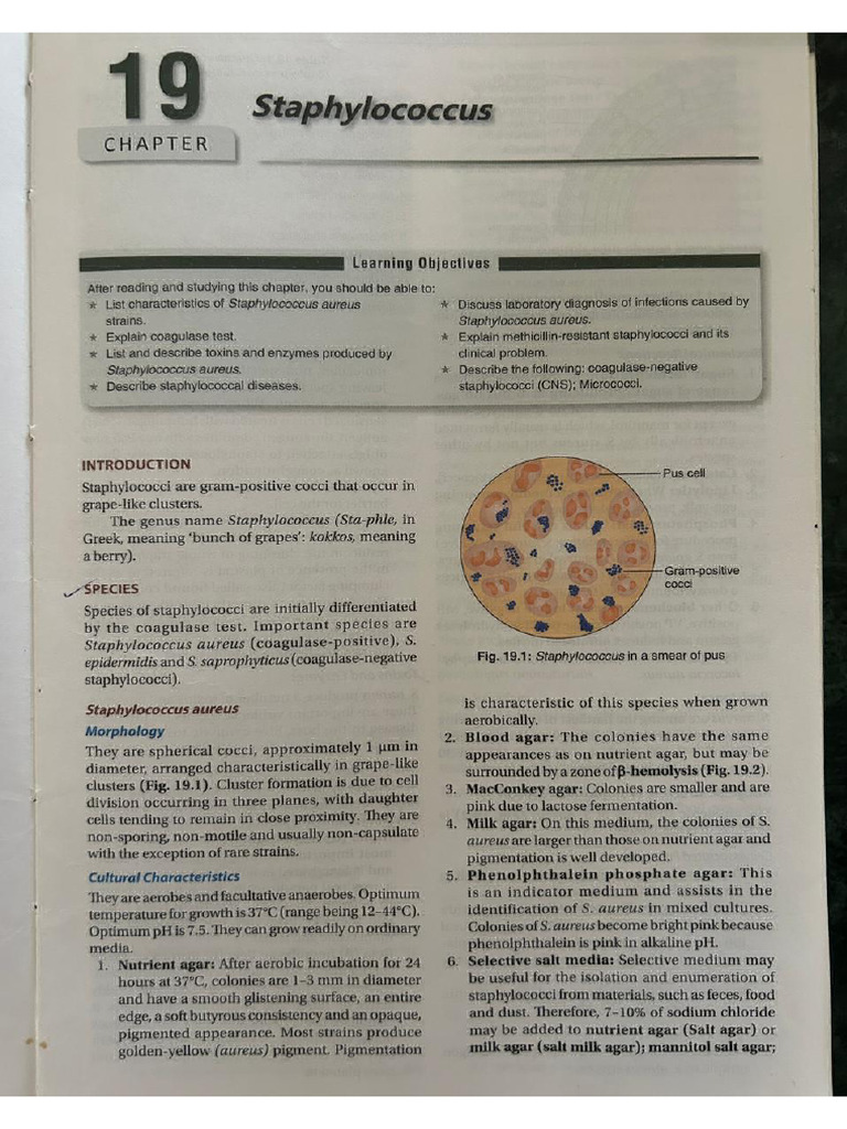 Streptococcus | PDF