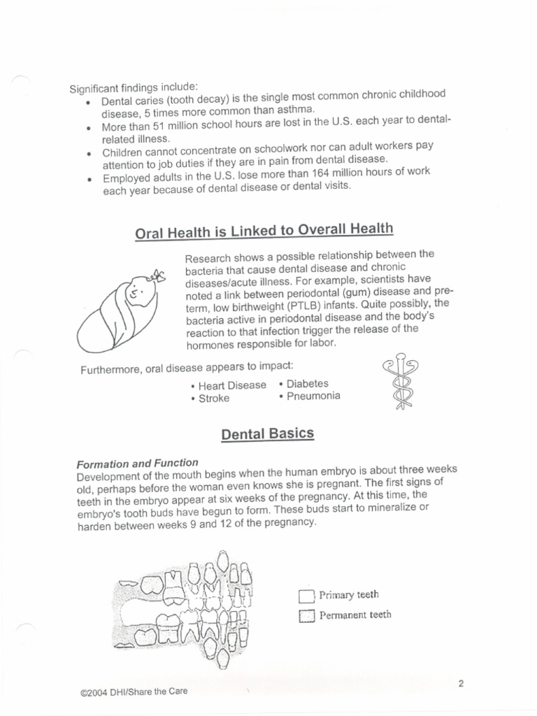 Tooth Formation and Function | PDF