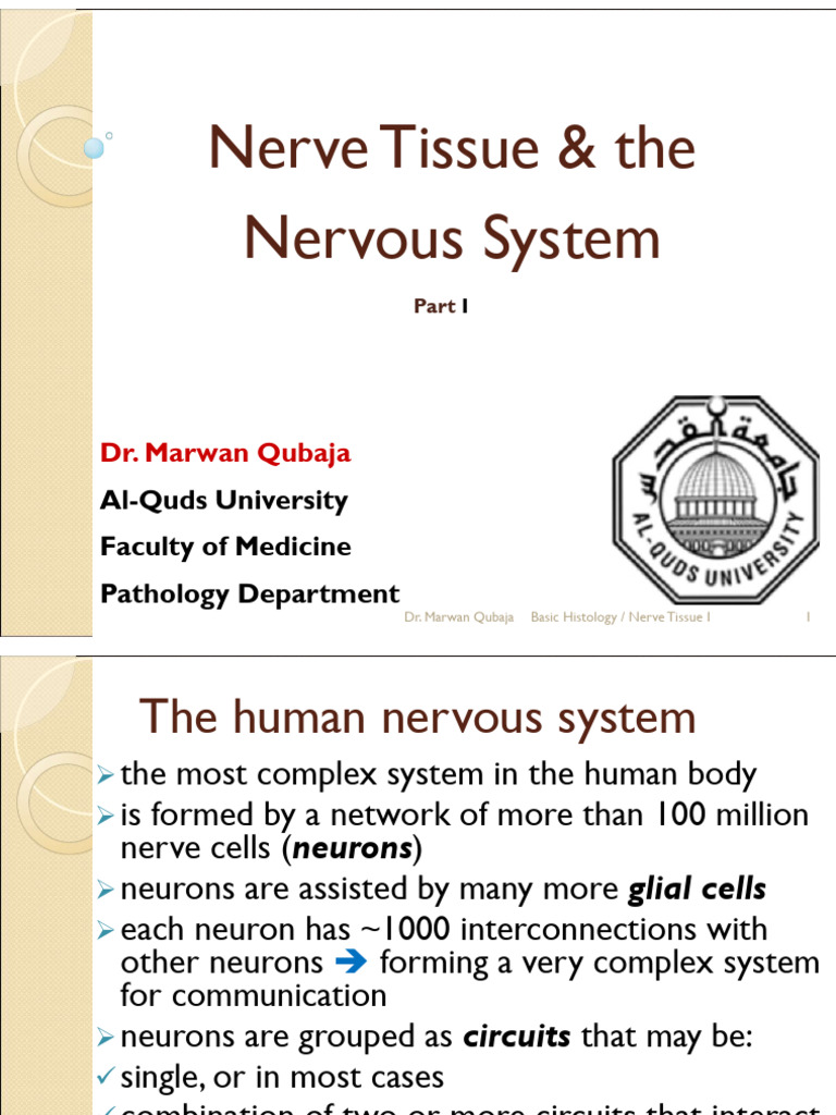 NS I Histology Lecture 1 | PDF | Nervous System | Neuron