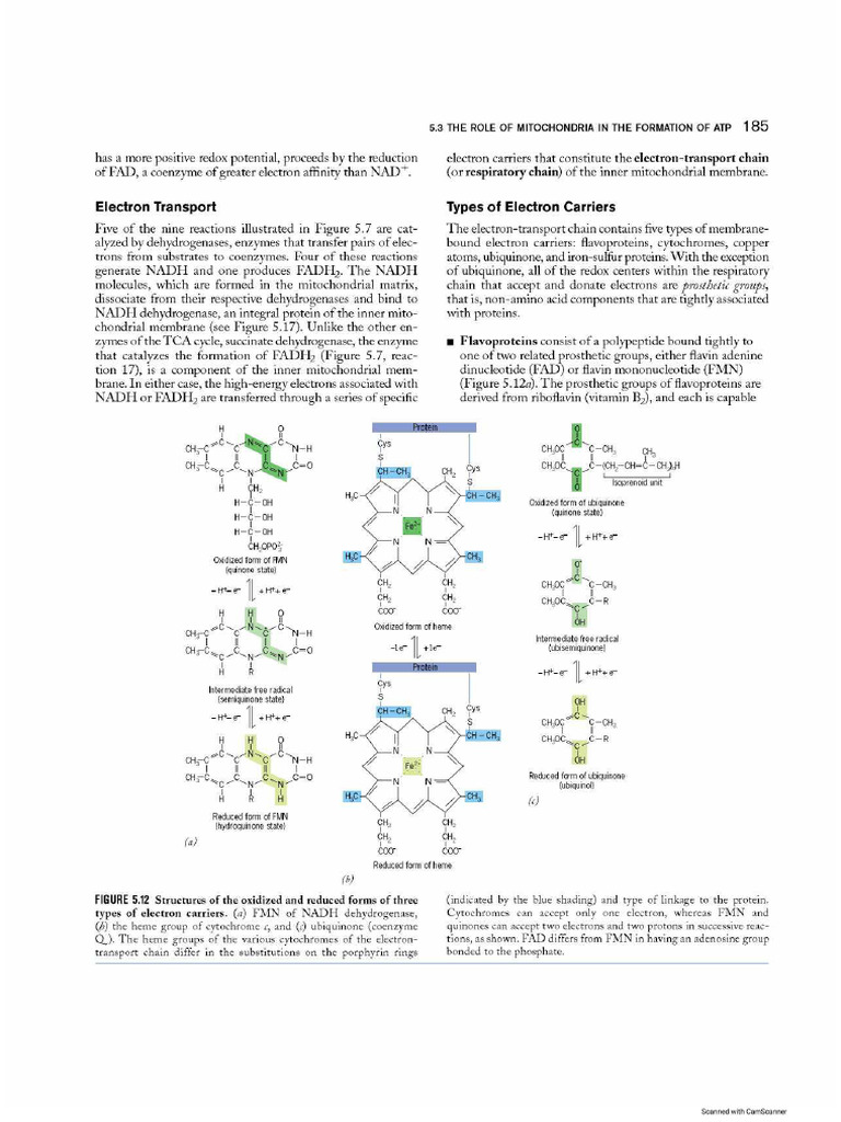 Electron Transport Chain and Oxidative Phosphorylation and Chemiosmotic ...