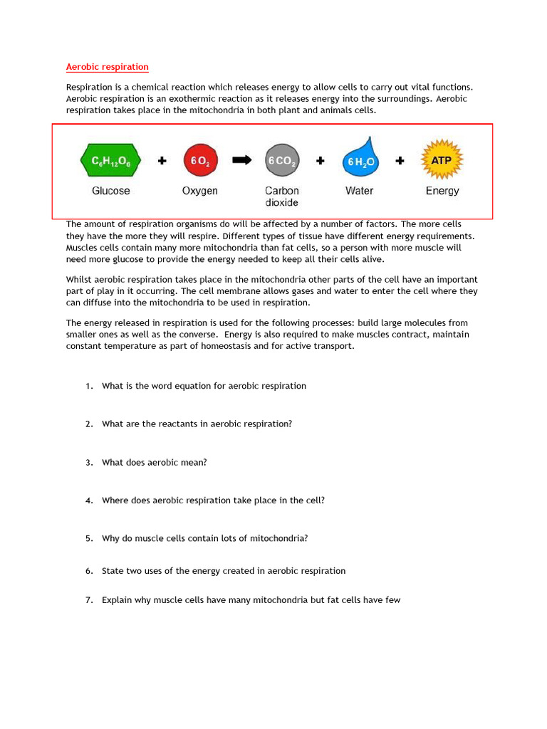 Worksheet - Respiration - Questions | PDF | Cellular Respiration | Cell ...