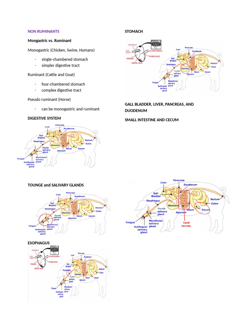 Non Ruminants | PDF