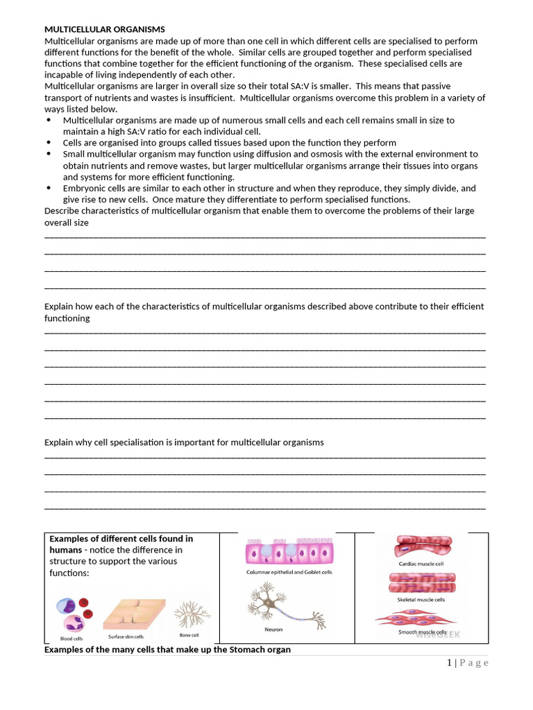 Cell Specialisation and Organisation | PDF | Tissue (Biology) | Plant Stem