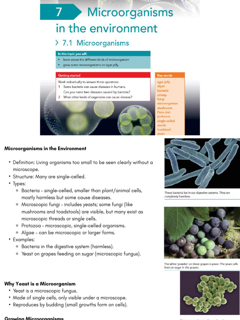 Microorganisms in The Environment | PDF | Foods | Fungus