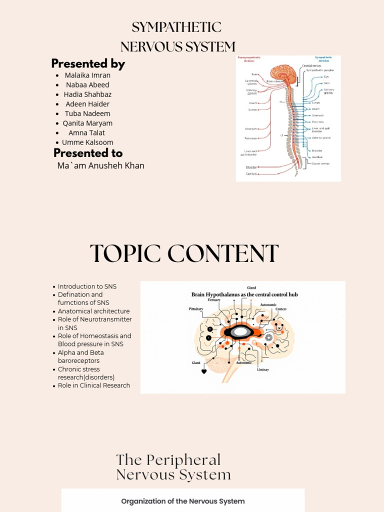 The Sympathetic Nervous System-1 | PDF | Autonomic Nervous System ...