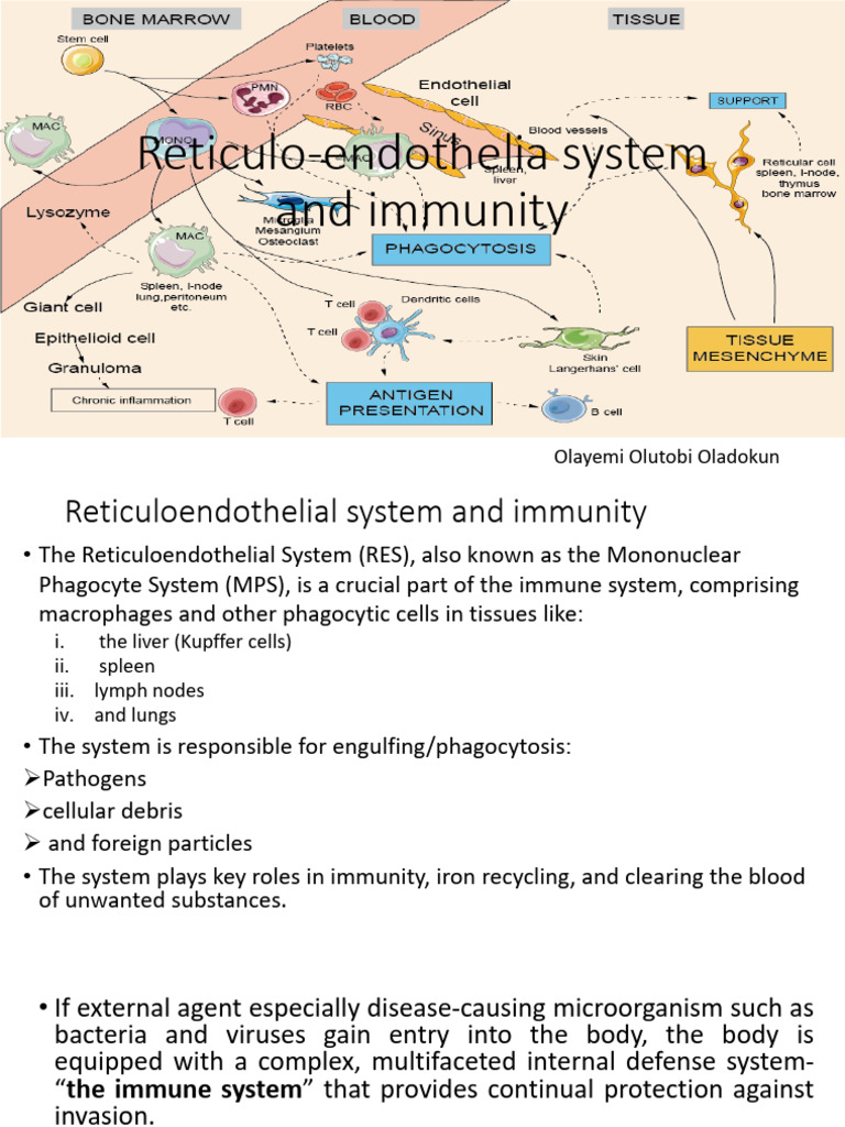 Reticuloendothelia System Immunity and HIV | PDF | Immune System | T Cell