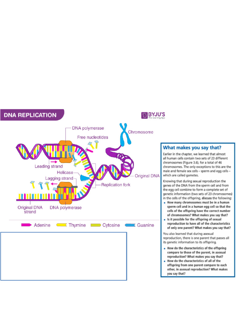 Dna Replication | PDF