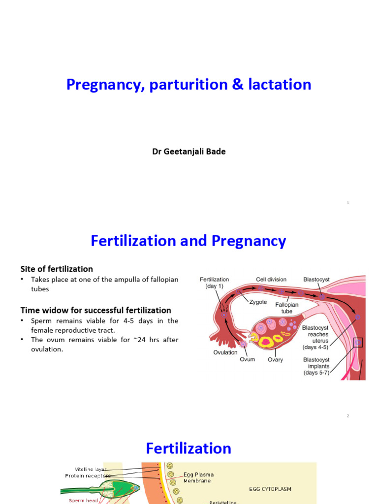 Nursing - Pregnancy, Parturition & Lactation | PDF | Fertilisation | Uterus