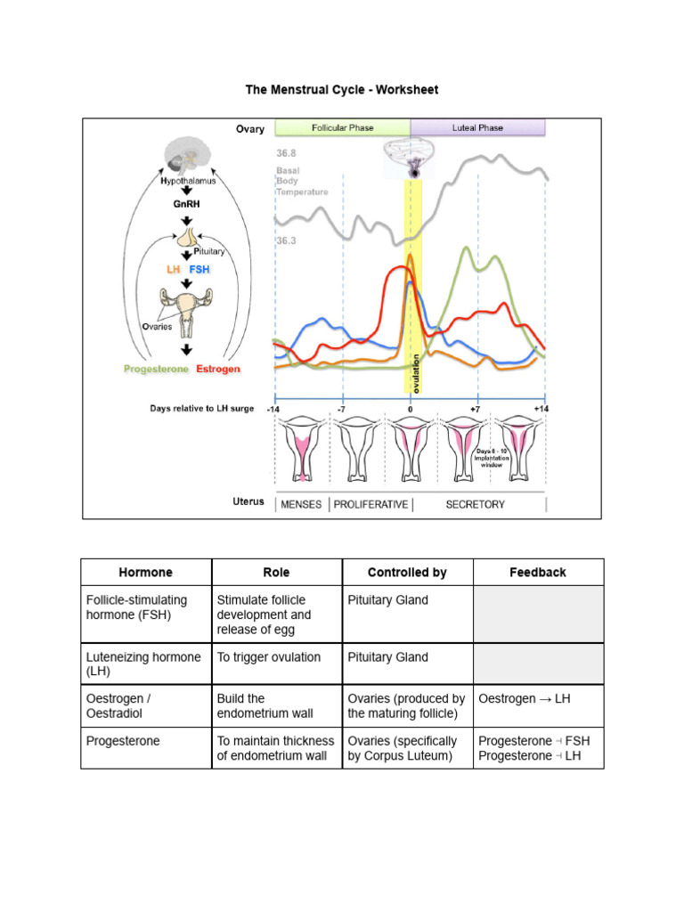 The Menstrual Cycle - Worksheet | PDF | Menstrual Cycle | Luteinizing ...