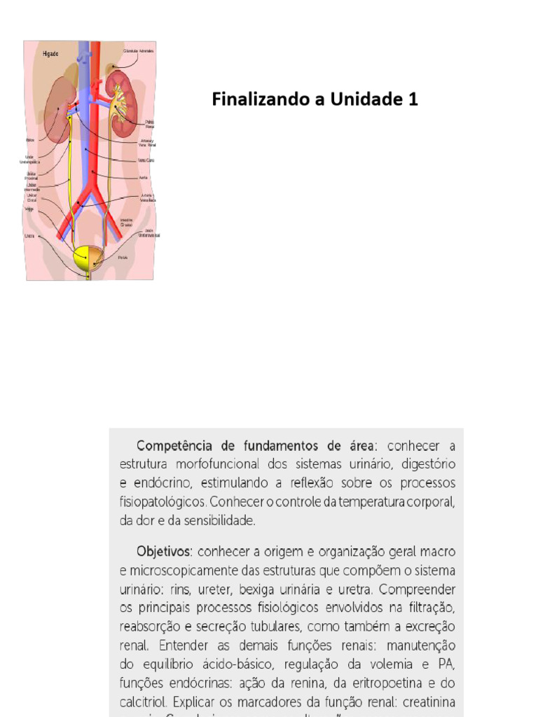 Aula 4 | PDF | Rim | Sistema urinário