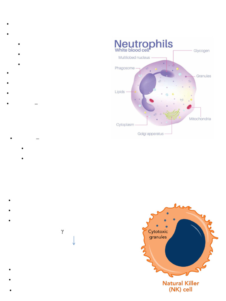 Cells of Innate Immunity | PDF | Antigen | Granulocyte