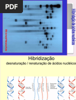 Hibridização In Situ por Fluorescência (FISH) | PDF | Bioquímica | Química