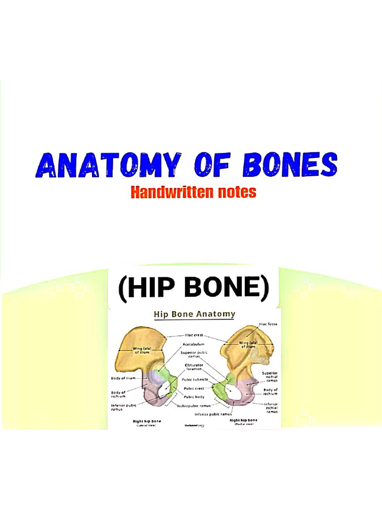 Anatomy of Hip Bone | PDF