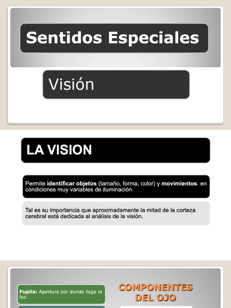 Visión | PDF | Percepción visual | Retina