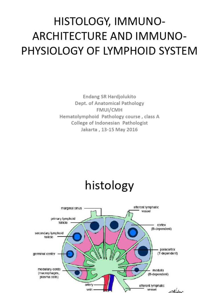 Histology, Immunoarchiterture And | PDF | B Cell | Immunology