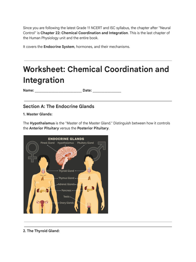 Endocrine System Worksheet and Notes | PDF | Hormone | Endocrine System