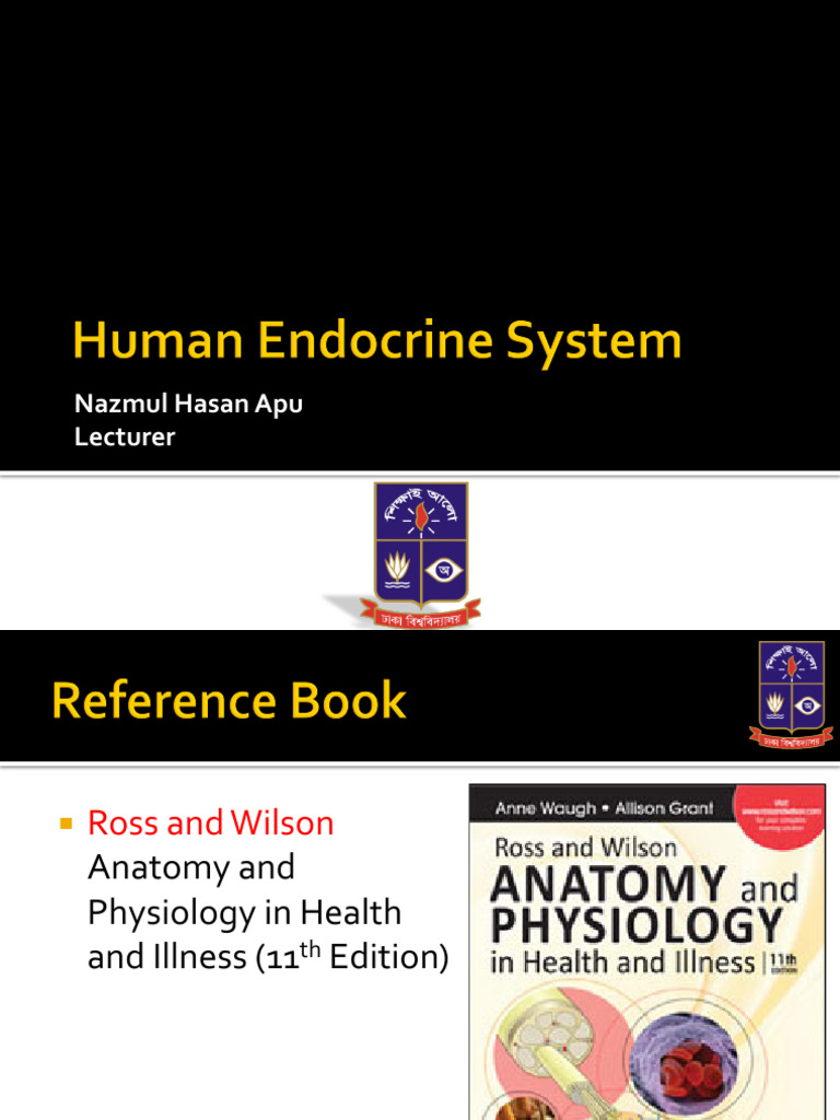 01 Endocrine System | PDF | Endocrine System | Luteinizing Hormone