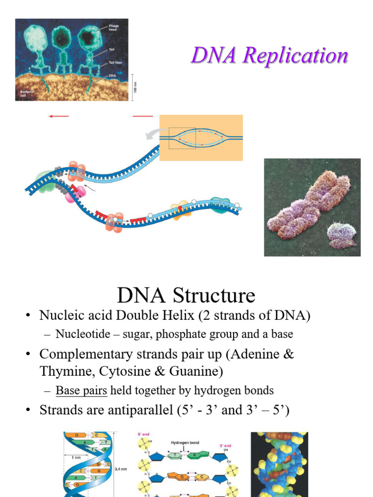 Lectur 2 DNA Replication | PDF | Dna Replication | Dna