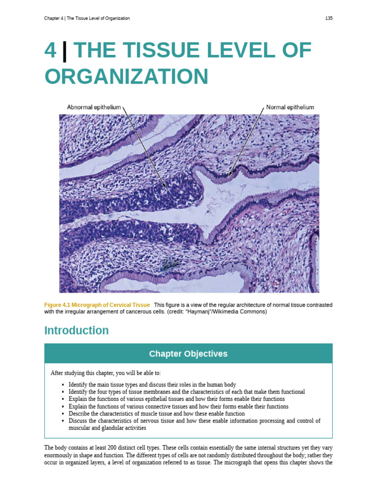 CH 4 | PDF | Epithelium | Connective Tissue