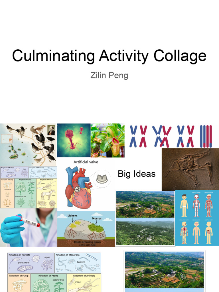 Culminating Activity Collage | PDF | Evolution | Genetics