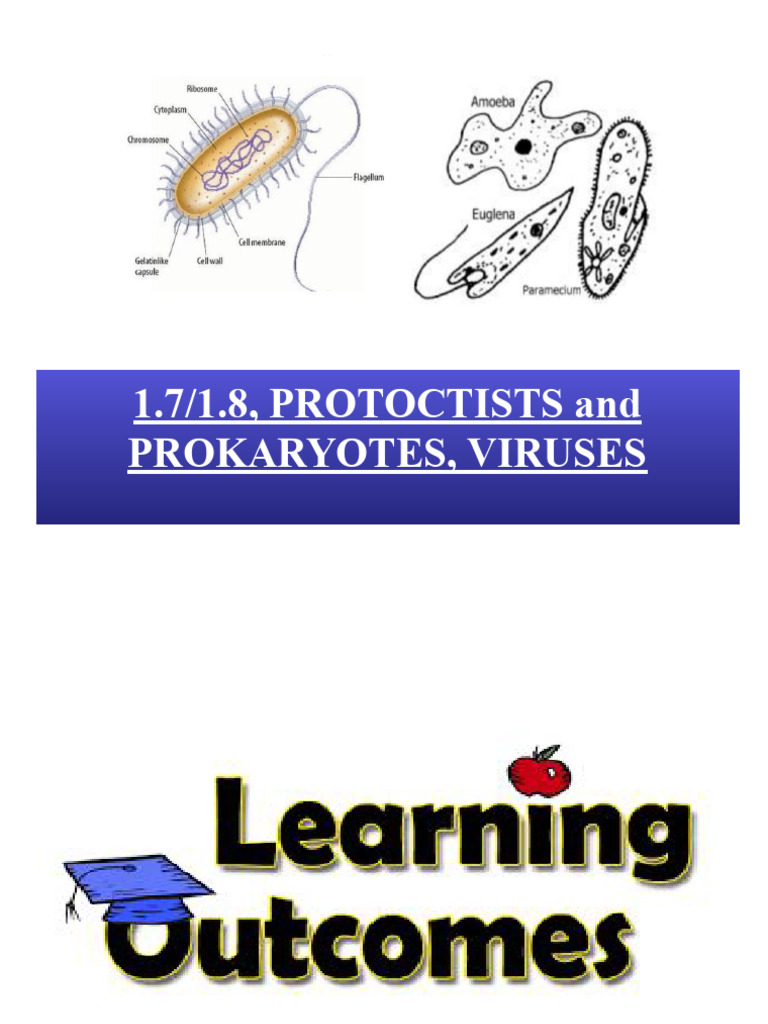 Unit 1.7, 1.8 Protoctists - Prokaryotes - Virus | PDF | Virus | Cell ...