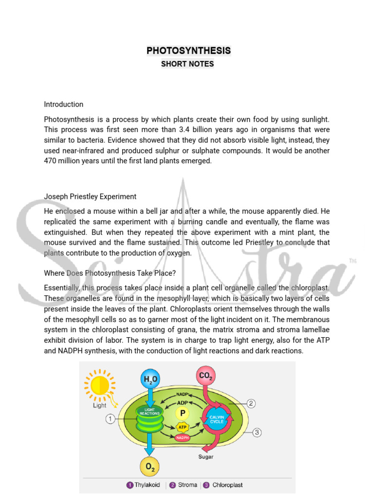 Photosynthesis | PDF | Photosynthesis | Biochemistry