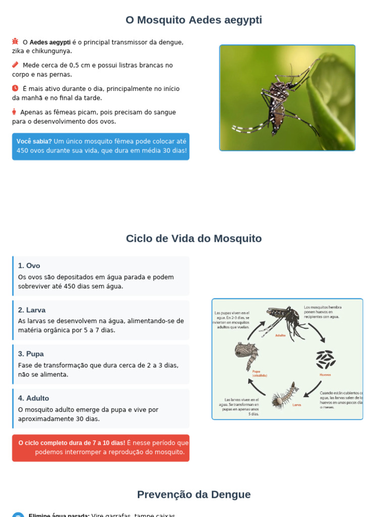 O Ciclo Do Mosquito Da Dengue e A Prevenção O Uso Do Barrigudinho | PDF