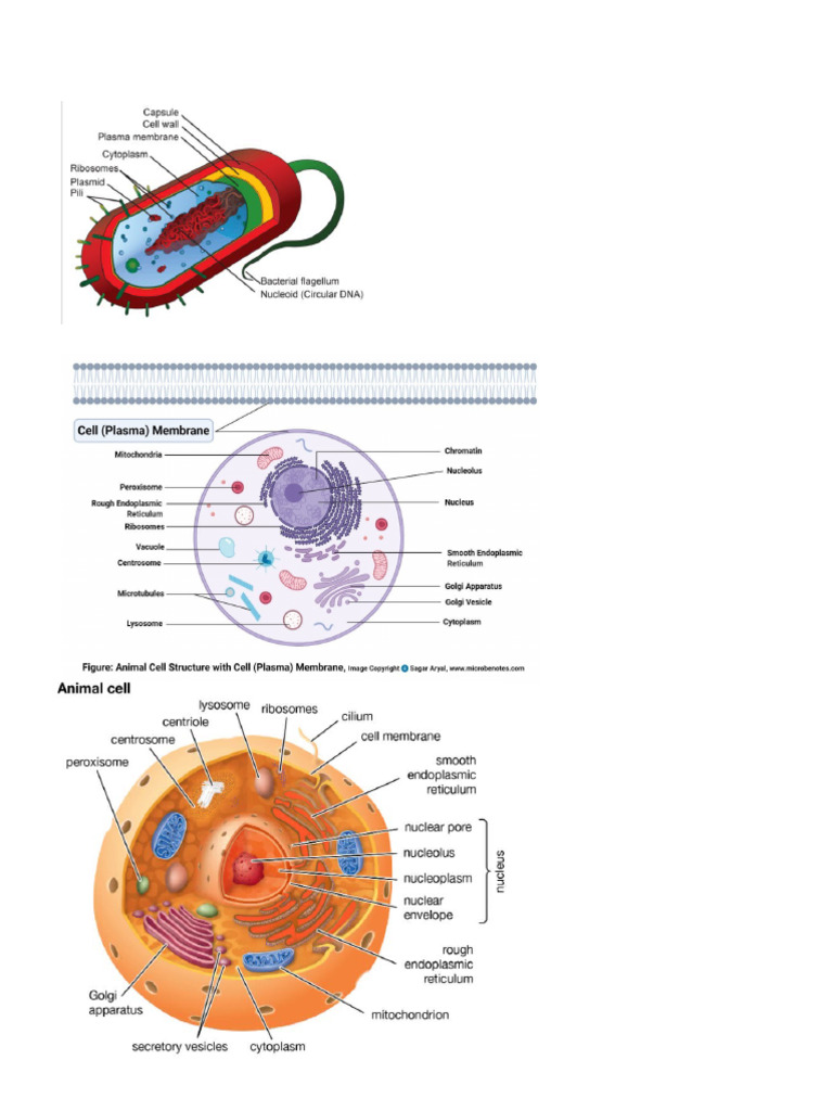 Eukaryotic and Prokaryotic Cell | PDF