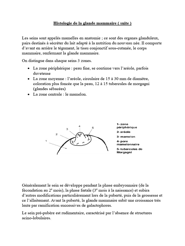 Histologie de La Glande Mammaire Suite | PDF | Sein | Lait maternel humain