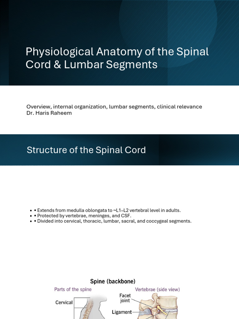 Physiological Anatomy of The Spinal Cord & Lumbar | PDF | Spinal Cord ...