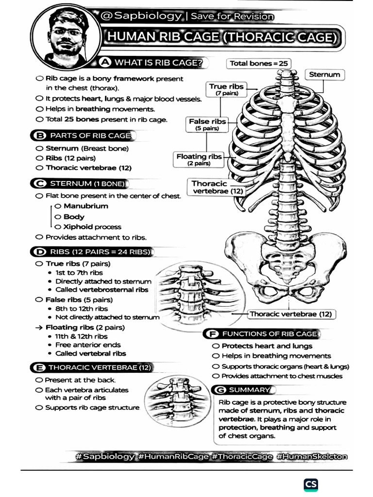 Human Skeleton | PDF