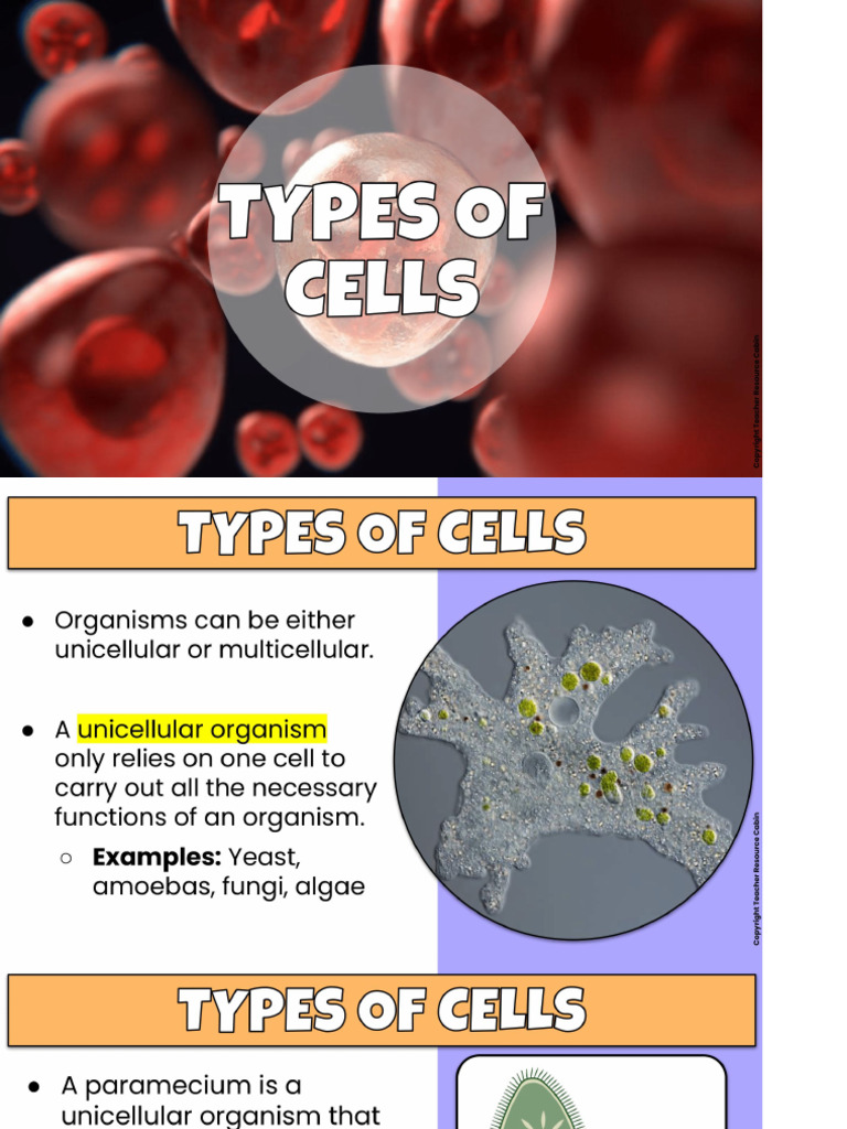 Types of Cells | PDF