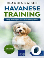 Havanese Training
