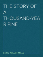 The Story of a Thousand-Year Pine